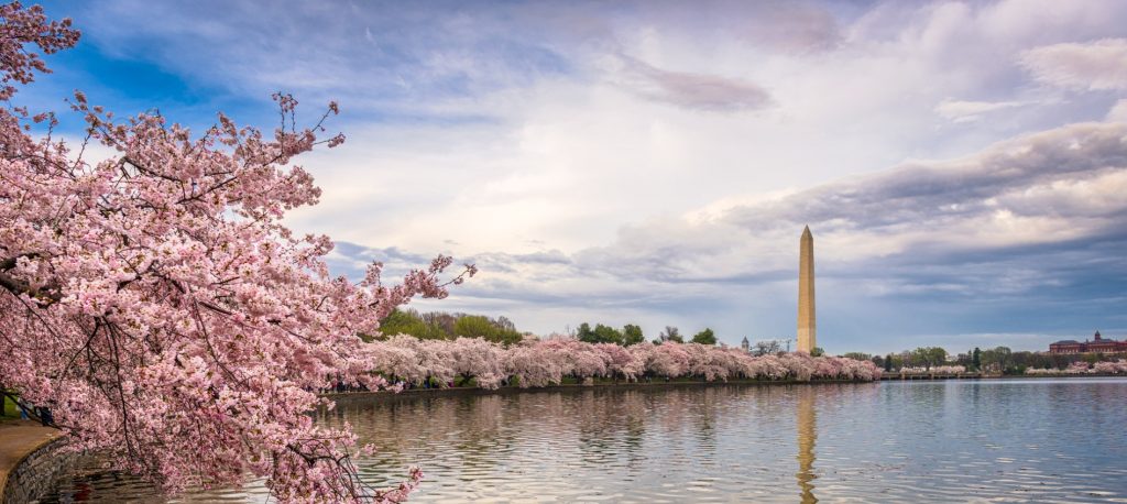 Cherry Blossoms in DC